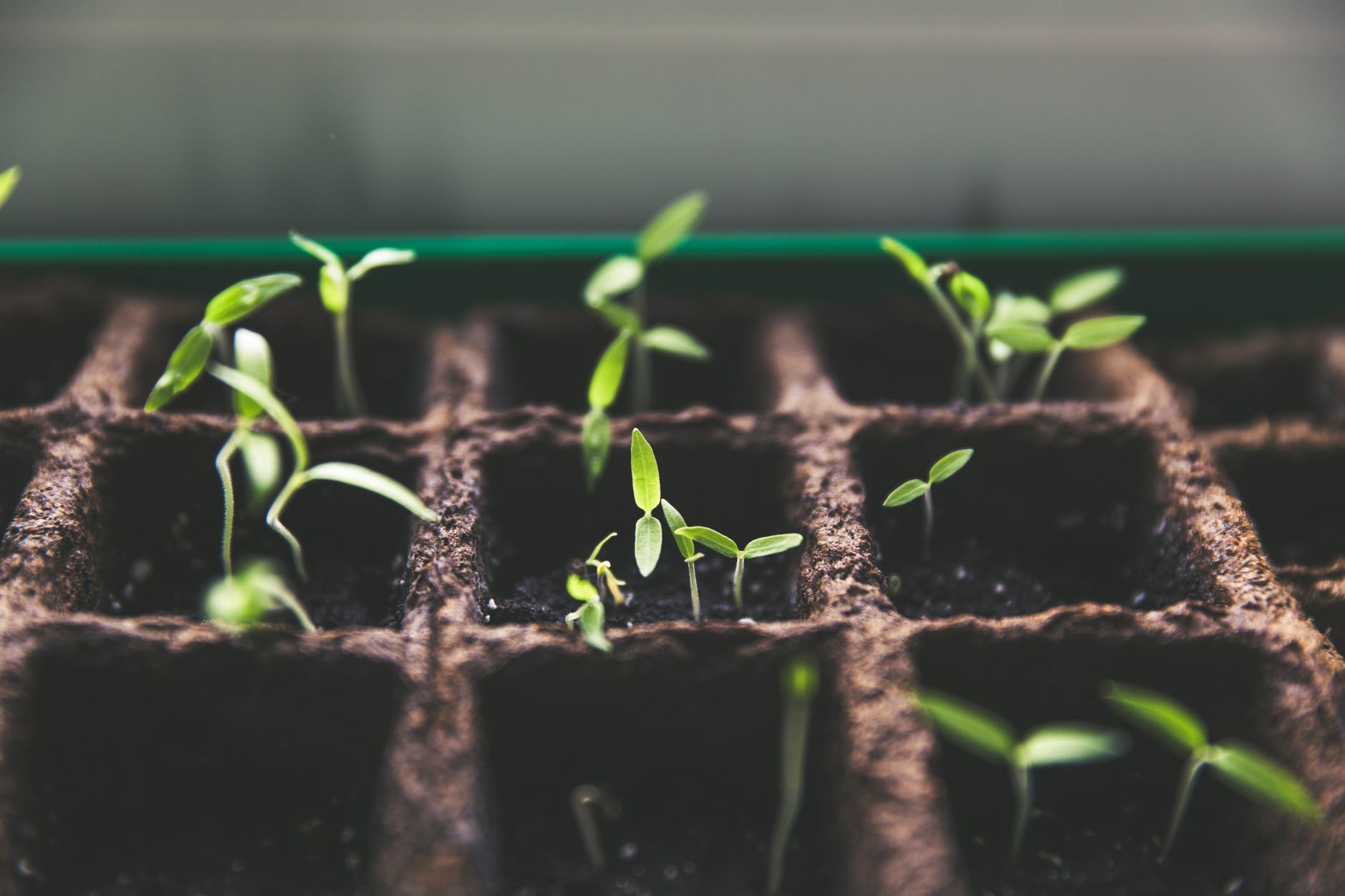 Seedlings sprouted before thinning