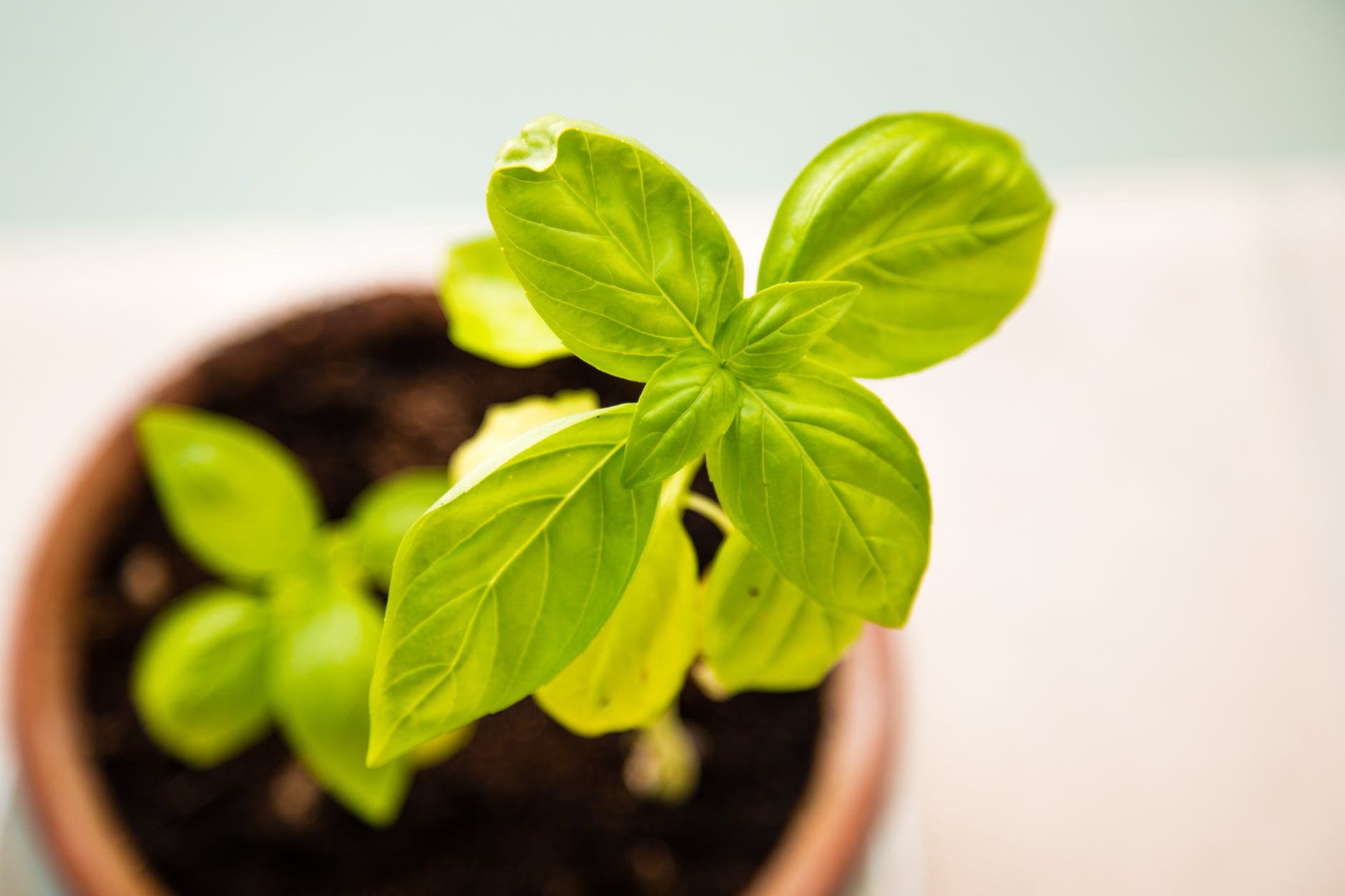 90 Unique Spices to Grow in Your Herb Garden 7 Basil plant growing in pot