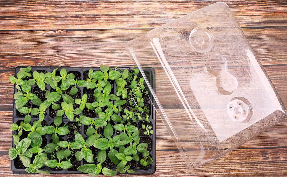 Most Wished for Gardening Accessories! 41 Seed Starting Tray with Humidity Dome