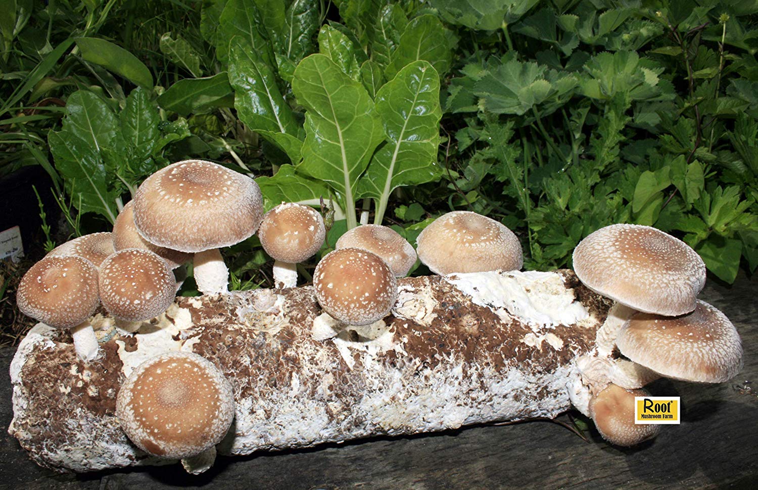Most Wished for Gardening Accessories! 30 Shitake Mushroom Log Growing Kit