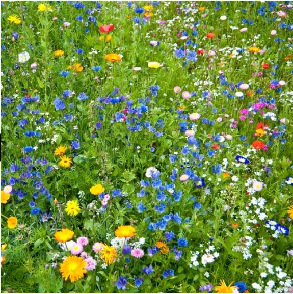 Most Wished for Gardening Accessories! 23 Seed Pack
