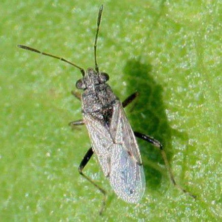 False Chinch Bug