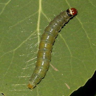 Leafroller