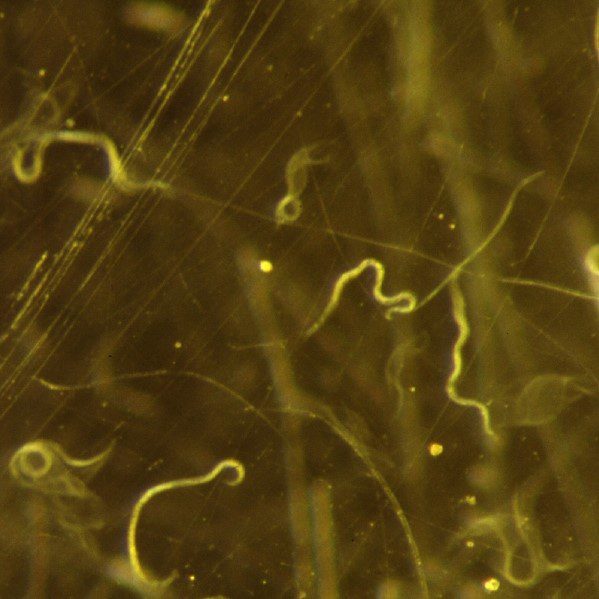 Nematode