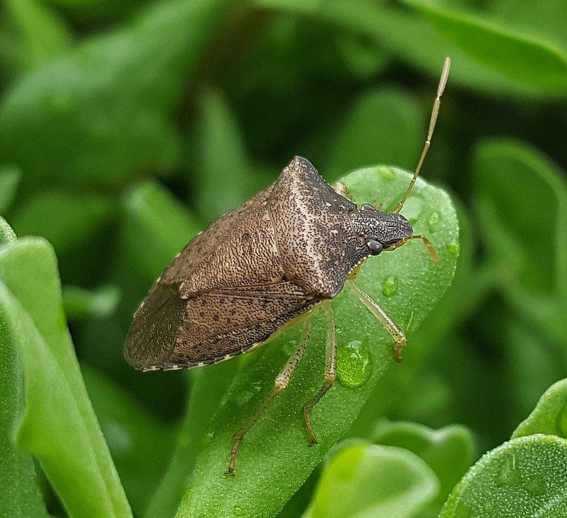 Stink Bug