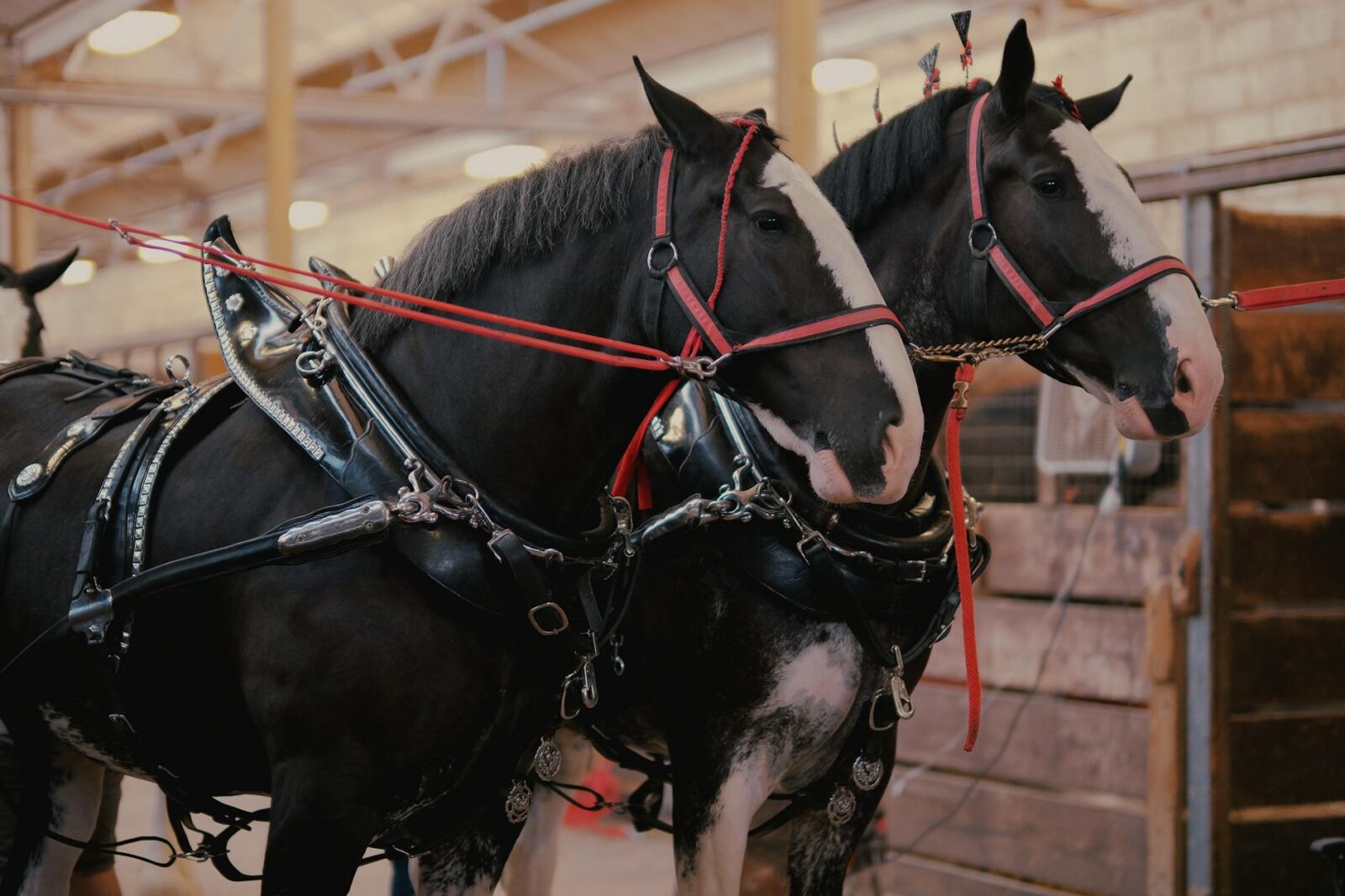 two horses wearing a harness and bridles Owning a Horse: Breeds, Care, Supplies, Tack, and Equipment