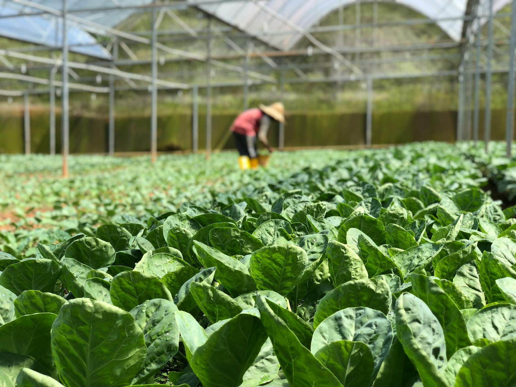 Inspiring Reasons to Start Your Own Farm 18 selective focus photography of green vegetables Inspiring Reasons to Start Your Own Farm