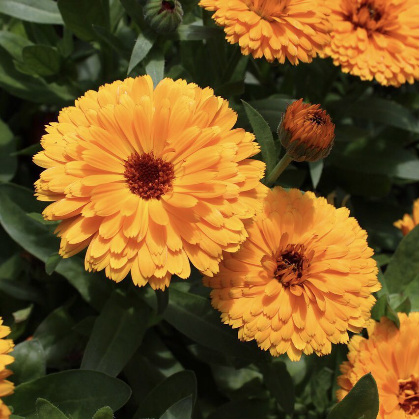 Calendula Calendula How to Grow a Medicinal Tea Garden (Plus over 40 Plants!)
