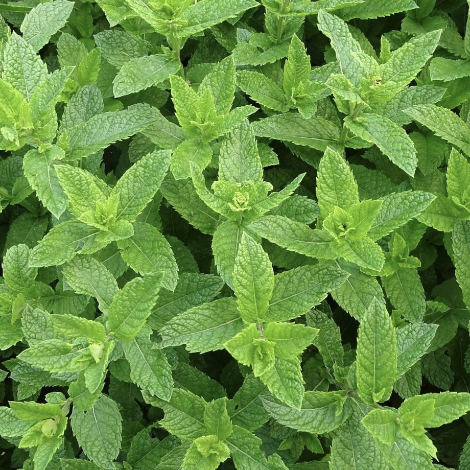 How to Grow a Medicinal Tea Garden (Plus over 40 Plants!) 10 Mint How to Grow a Medicinal Tea Garden (Plus over 40 Plants!)