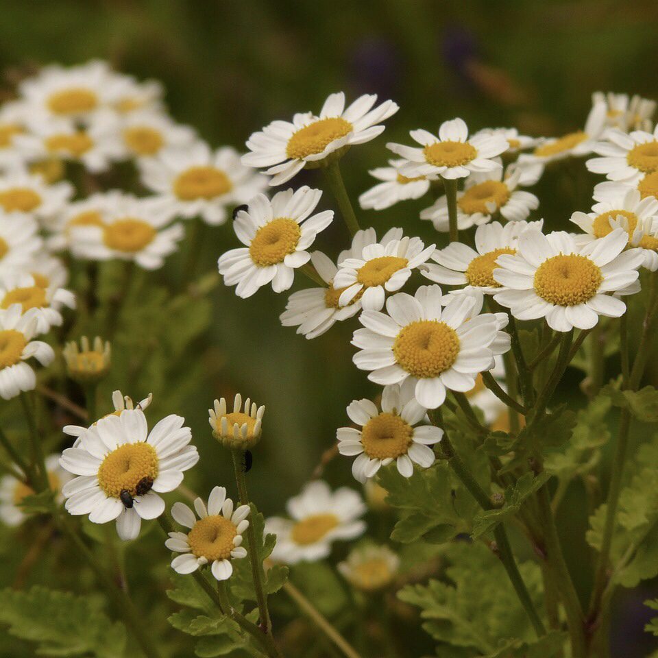 How to Grow a Medicinal Tea Garden (Plus over 40 Plants!) 14 Feverfew How to Grow a Medicinal Tea Garden (Plus over 40 Plants!)