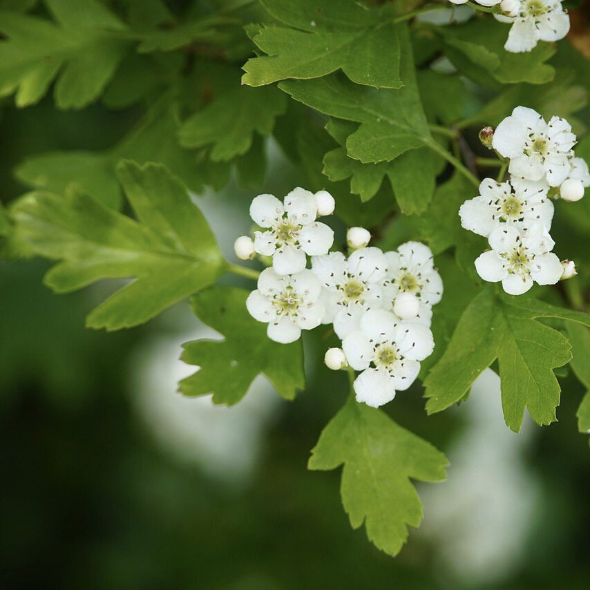 How to Grow a Medicinal Tea Garden (Plus over 40 Plants!) 15 Hawthorne How to Grow a Medicinal Tea Garden (Plus over 40 Plants!)