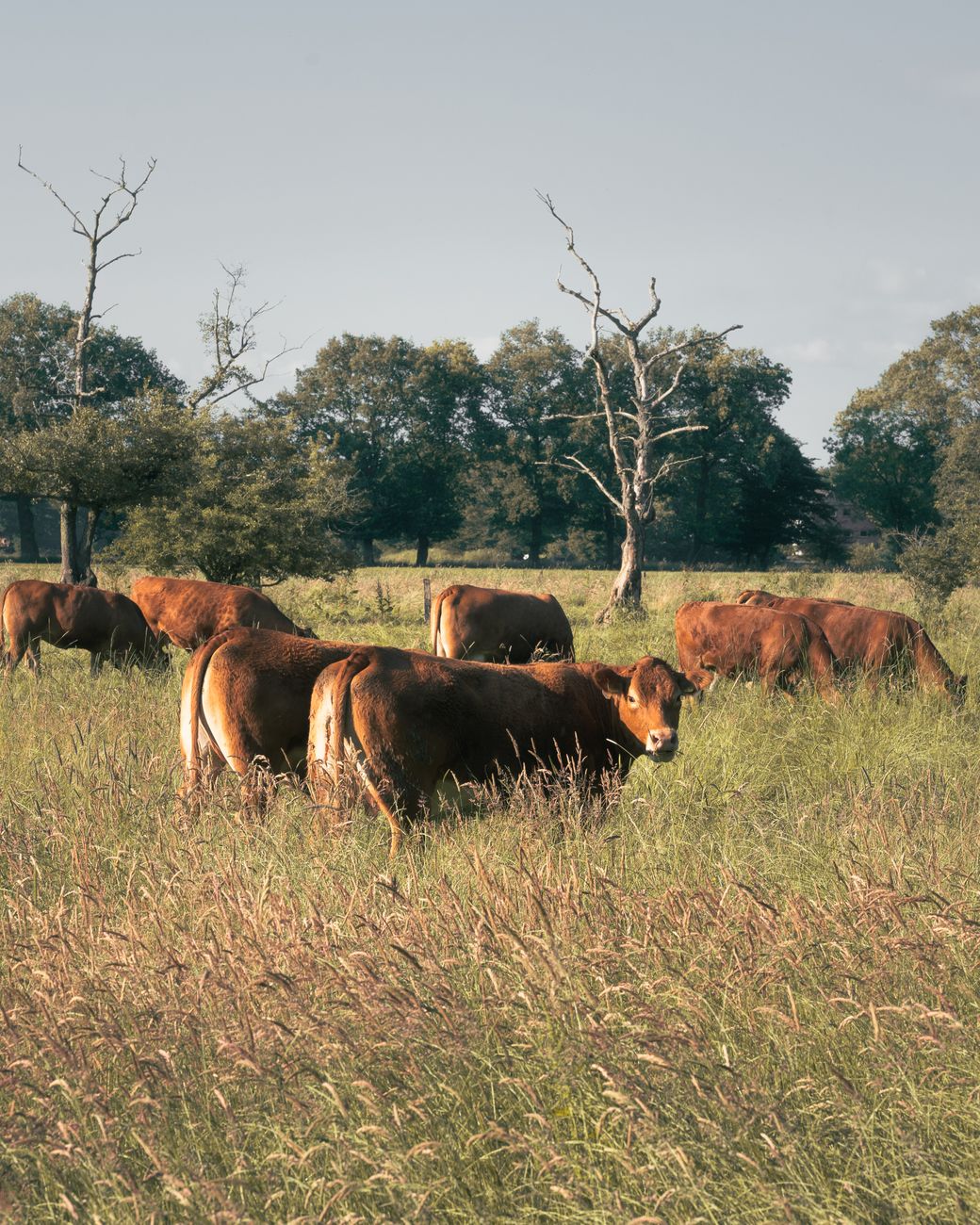 cattle on rural field Rotational Grazing: Building Healthier Soil, Livestock, and Food
